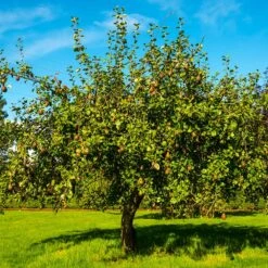 Seckel Pear Tree -Fruit Tree Shop Seckel Pear 1