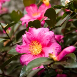 New Arrival -Fruit Tree Shop ShiSHi Gashira Camellia 1 FGT