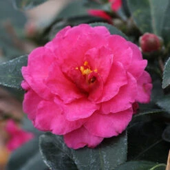 Camellia 'Shi-Shi Gashira' Shrub -Fruit Tree Shop ShiSHi Gashira Camellia 3 FGT