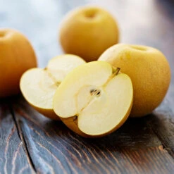 Shinseiki Asian Pear Tree -Fruit Tree Shop Shinseiki Asian Pear 5 FGT 5a5b3a9a ba1b 4c34 ab3a 649876b9efb2