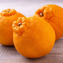 Shiranui Mandarin Tree 5 Shiranui Mandarin Tree -Fruit Tree Shop Shiranui Mandarin 4 FGT