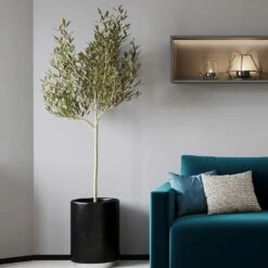 Sikitita Olive Tree -Fruit Tree Shop Sikitata Olive 2