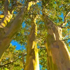 Sioux Crape Myrtle -Fruit Tree Shop Sioux Crape Myrtle