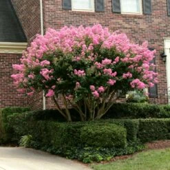 Sioux Crape Myrtle -Fruit Tree Shop Sioux Crape myrtle 2