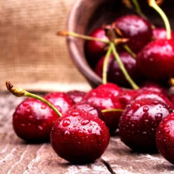 Skeena Cherry Tree -Fruit Tree Shop Skeena Cherry 4 FGT