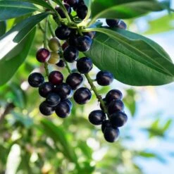 Skip Laurel -Fruit Tree Shop Skip Laurel 1 FGT