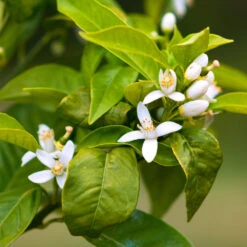 Smith Red Orange -Fruit Tree Shop Smith Red Orange 7