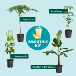 Smoothie Kit -Fruit Tree Shop SmoothieKitGraphic