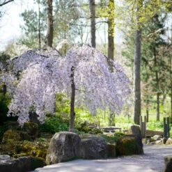 Snow Fountains® Weeping Cherry Tree -Fruit Tree Shop Snow Fountains Weeping Cherry 8
