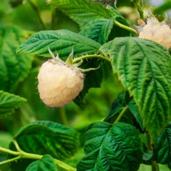 Snowbank White Blackberry Bush -Fruit Tree Shop Snowbank Blackberry 1