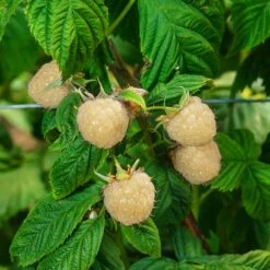 Snowbank White Blackberry Bush -Fruit Tree Shop Snowbank Blackberry 3