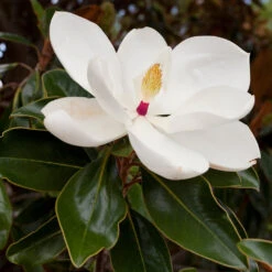 Southern Magnolia 7 Southern Magnolia -Fruit Tree Shop Southern Magnolia 8 FGT