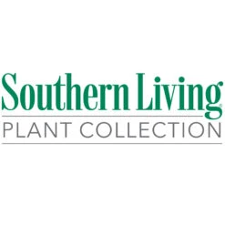 Sunshine Ligustrum Shrub -Fruit Tree Shop Southn Living 1000x1000 48fce603 8b4f 4893 ad14 09813e97275d