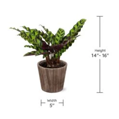 Calathea Rattlesnake With Decorative Pot -Fruit Tree Shop Specs