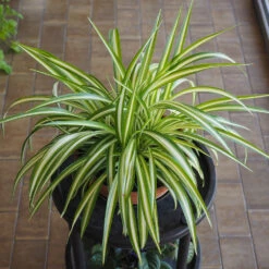 Spider Plant -Fruit Tree Shop Spider Plant 1