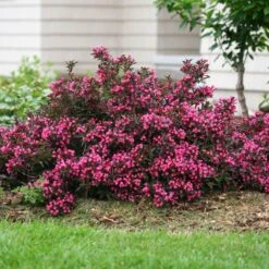 Spilled Wine® Weigela Shrub -Fruit Tree Shop Spilled Wine Weigela 1 FGT