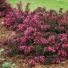 Spilled Wine® Weigela Shrub