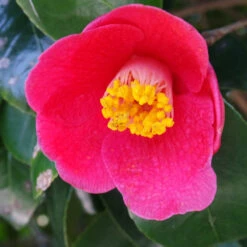 Spring's Promise Camellia Shrub -Fruit Tree Shop Springs Promise Camellia 1 FGT