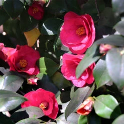 Spring's Promise Camellia Shrub -Fruit Tree Shop Springs Promise Camellia 4