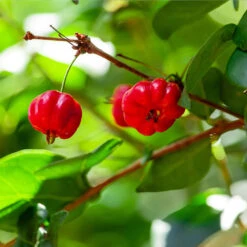 Star Cherry Tree (Pitanga) 8 Star Cherry Tree (Pitanga) -Fruit Tree Shop Star Cherry 1 FGT