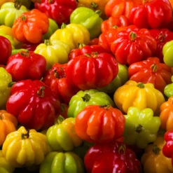 Star Cherry Tree (Pitanga) 10 Star Cherry Tree (Pitanga) -Fruit Tree Shop Star Cherry 7 FGT