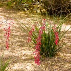 Dwarf Red Yucca Stoplights -Fruit Tree Shop Stoplights Dwarf Hesperaloe 3