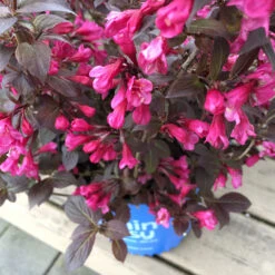 Stunner® Weigela -Fruit Tree Shop Stunner weigela 1