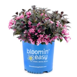 Stunner® Weigela -Fruit Tree Shop Stunner weigela 3