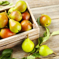 Summercrisp Pear Tree -Fruit Tree Shop Summercrisp Pear 3 FGT