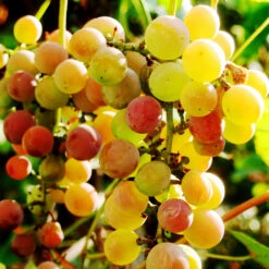 Summit Muscadine Grapes -Fruit Tree Shop Summit muscadine Grape 3