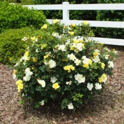 Sunny Knock Out® Rose -Fruit Tree Shop Sunny knockout rose Shrub 1 FGT