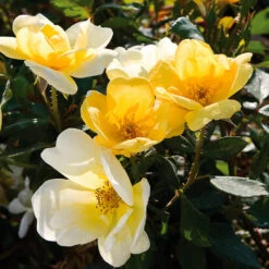 Sunny Knock Out® Rose -Fruit Tree Shop Sunny knockout rose Shrub 3 FGT