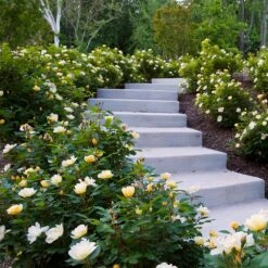 Sunny Knock Out® Rose -Fruit Tree Shop Sunny knockout rose Shrub 7 FGT