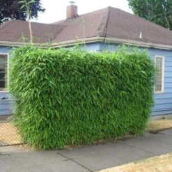 Sunset Glow Bamboo -Fruit Tree Shop Sunset Glow Bamboo 2 450w