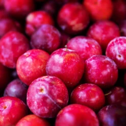 Superior Plum Tree -Fruit Tree Shop Superior Plum 3