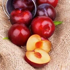 Superior Plum Tree -Fruit Tree Shop Superior Plum 4