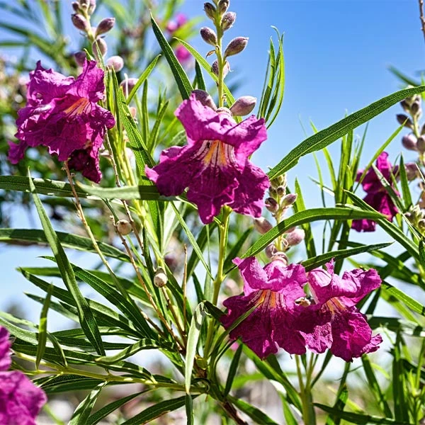 Sweet Bubba Seedless Desert Willow 1 Sweet Bubba Seedless Desert Willow