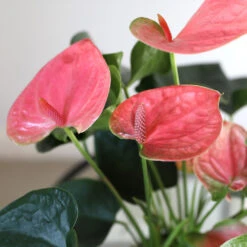 Pink Anthurium -Fruit Tree Shop Sweet Dream Pink Anthurium 1