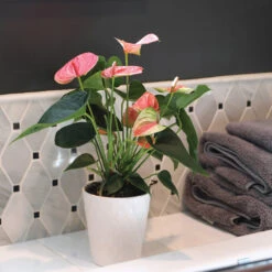 Pink Anthurium -Fruit Tree Shop Sweet Dream Pink Anthurium 2