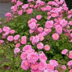 Sweet Drift® Rose -Fruit Tree Shop Sweet Drift Rose 1