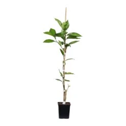 Tangelo Tree -Fruit Tree Shop TAN TRE 12 1QT