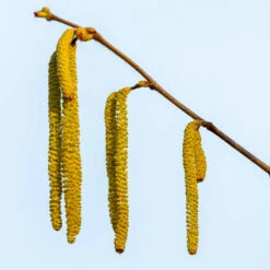 Theta Filbert Hazelnut -Fruit Tree Shop THeta FIlbert Hazelnut 3