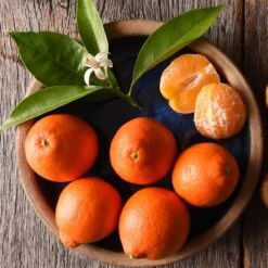 Tangelo Tree -Fruit Tree Shop Tangelo 1 FGT