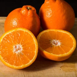 Tangelo Tree -Fruit Tree Shop Tangelo 3 FGT