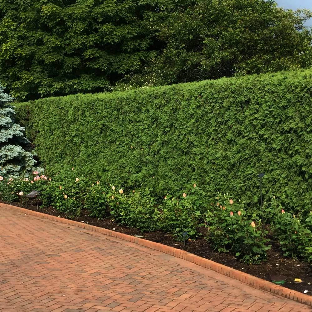 'Techny' Cold Hardy Thuja Tree 3 'Techny' Cold Hardy Thuja Tree - Image 3