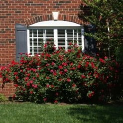 The Grand Champion™ Rose -Fruit Tree Shop The Grand Champion Rose 1