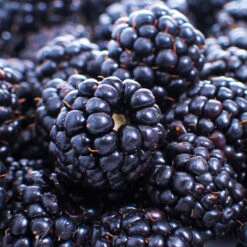 Thornless Blackberry -Fruit Tree Shop Thornless Blackberry 1