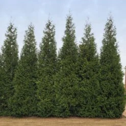 Junior Giant Thuja Tree -Fruit Tree Shop Thuja Junior Giant BB 2