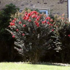 Thunderstruck™ Coral Boom™ Crape Myrtle Tree -Fruit Tree Shop Thunderstruck Coral Bloom 2