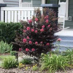 Thunderstruck™ Coral Boom™ Crape Myrtle Tree -Fruit Tree Shop Thunderstruck Coral Bloom 6